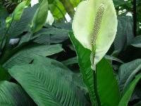 Spathiphyllum wallisii